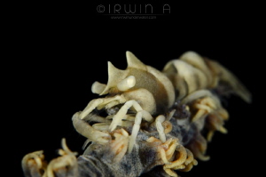 C O M M O N 
Commensal Whip Shrimp on Whip Coral
Tulamb... by Irwin Ang 